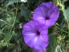 Ipomoea pedicellaris