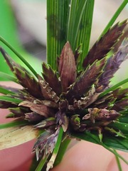 Cyperus tetraphyllus