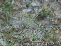 Chloris verticillata