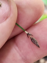 Cyperus tetraphyllus