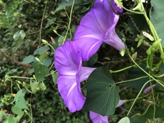 Ipomoea pedicellaris
