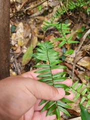 Pellaea falcata