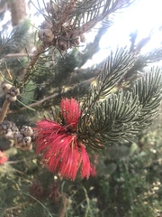 Melaleuca quadrifida