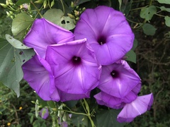 Ipomoea pedicellaris