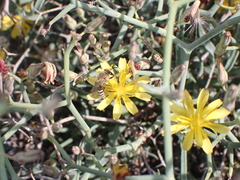 Colletes moricei