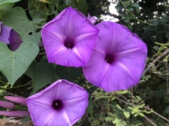 Ipomoea pedicellaris