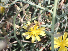 Colletes moricei