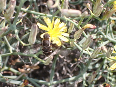 Exhyalanthrax simonae