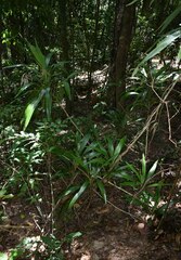 Cordyline cannifolia