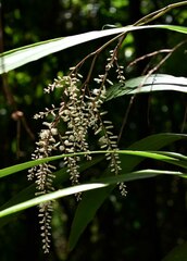 Cordyline cannifolia