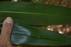 Cordyline cannifolia