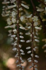 Cordyline cannifolia