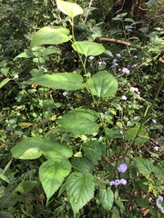 Morus nigra
