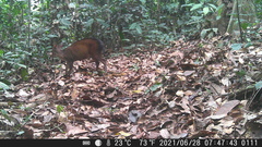 Cephalophorus callipygus