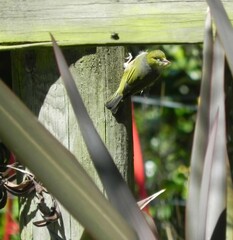Zosterops lateralis lateralis