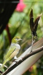 Zosterops lateralis lateralis