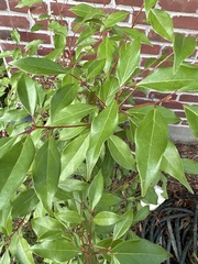 Cinnamomum camphora