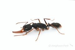 Harpegnathos venator