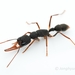 Giant Jumping Ant - Photo (c) Jonghyun Park, some rights reserved (CC BY), uploaded by Jonghyun Park