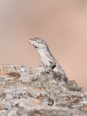 Anolis nebulosus