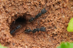 Harpegnathos venator