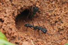 Harpegnathos venator