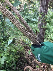 Aristolochia littoralis