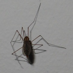 Nephrotoma ferruginea