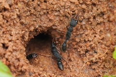 Harpegnathos venator