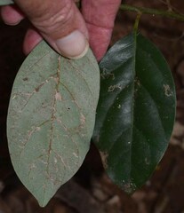 Cryptocarya vulgaris