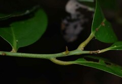 Cryptocarya vulgaris