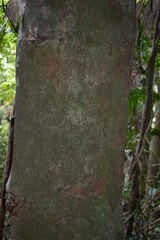 Cryptocarya vulgaris