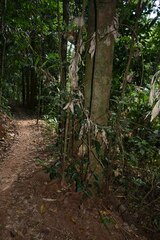 Cryptocarya vulgaris