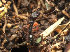 Odontomachus simillimus