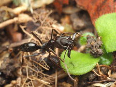 Odontomachus simillimus
