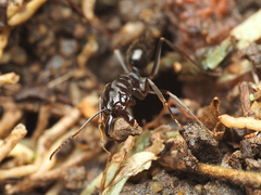 Odontomachus simillimus