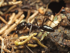 Odontomachus simillimus