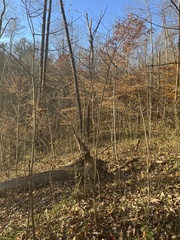 Asimina triloba