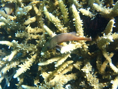 Paracirrhites forsteri