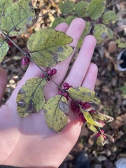 Symphoricarpos orbiculatus