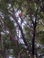 Cardinalis cardinalis