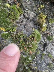 Grimmia pulvinata