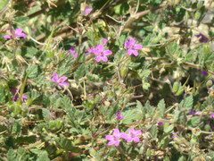 Erodium cicutarium
