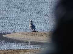 Chroicocephalus philadelphia