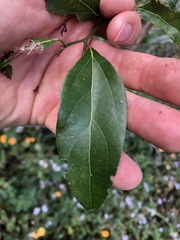 Cryptocarya triplinervis