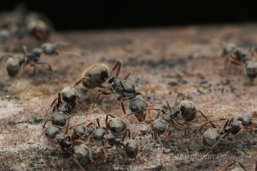 Cocoa Black Ant photo 4