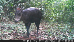 Cephalophus silvicultor