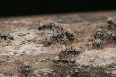 Dolichoderus thoracicus