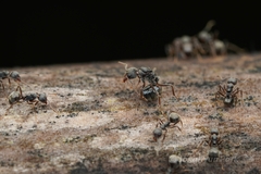 Dolichoderus thoracicus