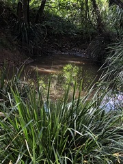 Lomandra hystrix